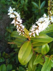 Veronica ligustrifolia