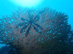 Crinoidea