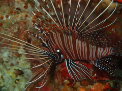 Pterois antennata