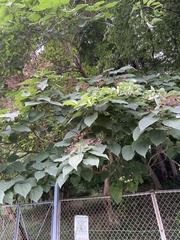 Clerodendrum trichotomum