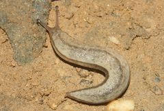 Meghimatium pictum