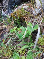Geranium platyanthum