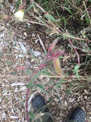 Oenothera
