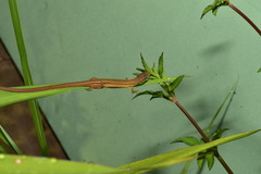 Takydromus luyeanus