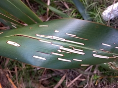 Orthoclydon praefectata