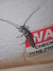 Cerambycidae