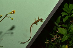 Takydromus luyeanus