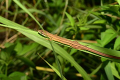 Takydromus luyeanus