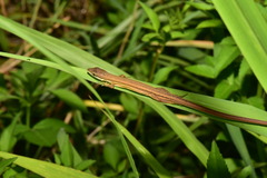 Takydromus luyeanus