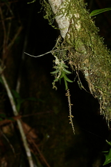 Oberonia arisanensis