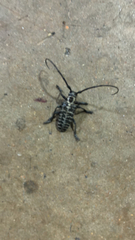 Plectrodera scalator