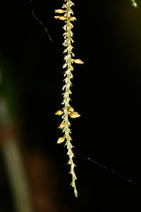 Oberonia arisanensis