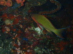 Pseudanthias huchtii