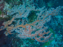 Chironephthya