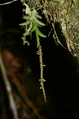 Oberonia arisanensis