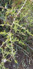 Asparagus
