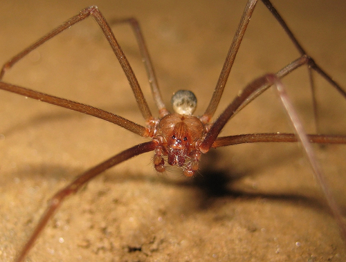 Loxosceles adelaida · iNaturalist United Kingdom