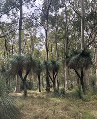 Xanthorrhoea