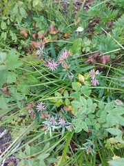 Trifolium lupinaster