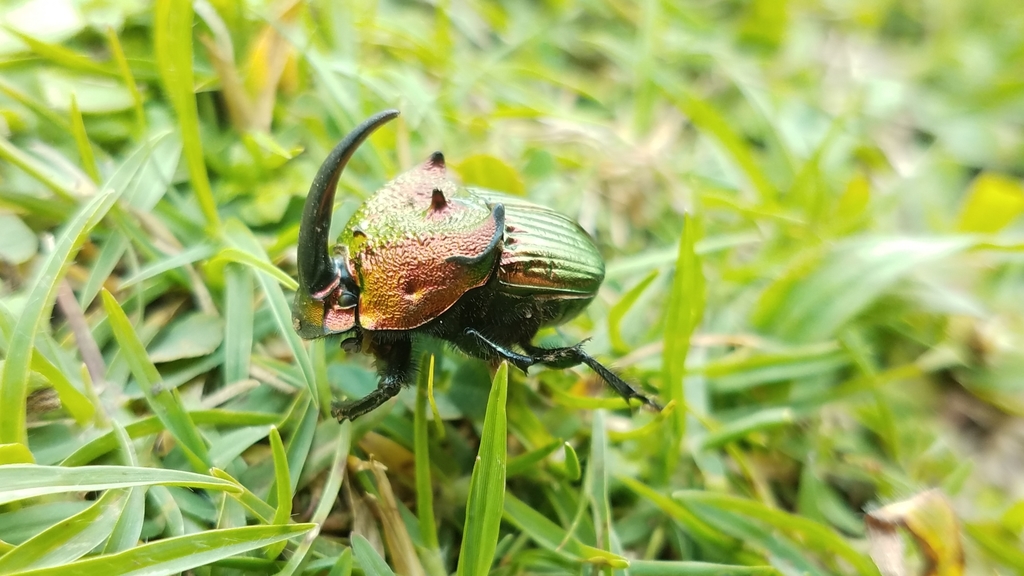 Phanaeus palliatus
