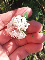 Pimelea linifolia