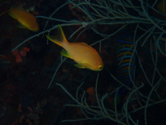 Pseudanthias huchtii