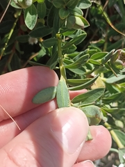 Pimelea linifolia