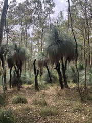 Xanthorrhoea