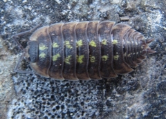 Porcellio spinicornis