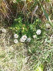 Pimelea linifolia