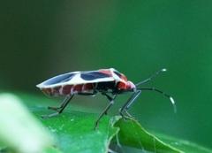 Physopelta albofasciata