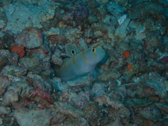 Amblyeleotris randalli