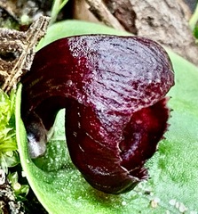 Corybas incurvus