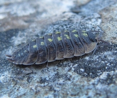 Porcellio spinicornis