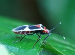 Physopelta albofasciata