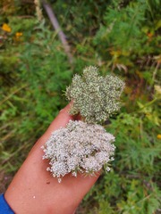 Seseli condensatum