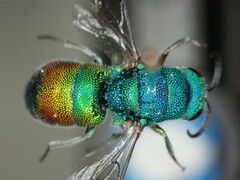 Chrysis marginata aliunda
