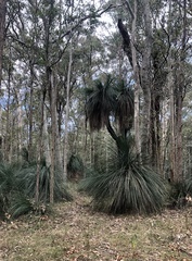 Xanthorrhoea