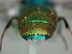 Chrysis marginata aliunda