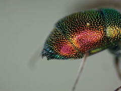 Chrysis marginata aliunda