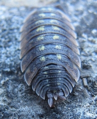 Porcellio spinicornis