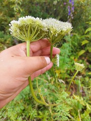 Seseli condensatum