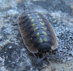 Porcellio spinicornis
