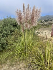Cortaderia jubata