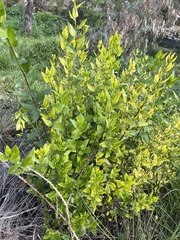 Goodenia ovata