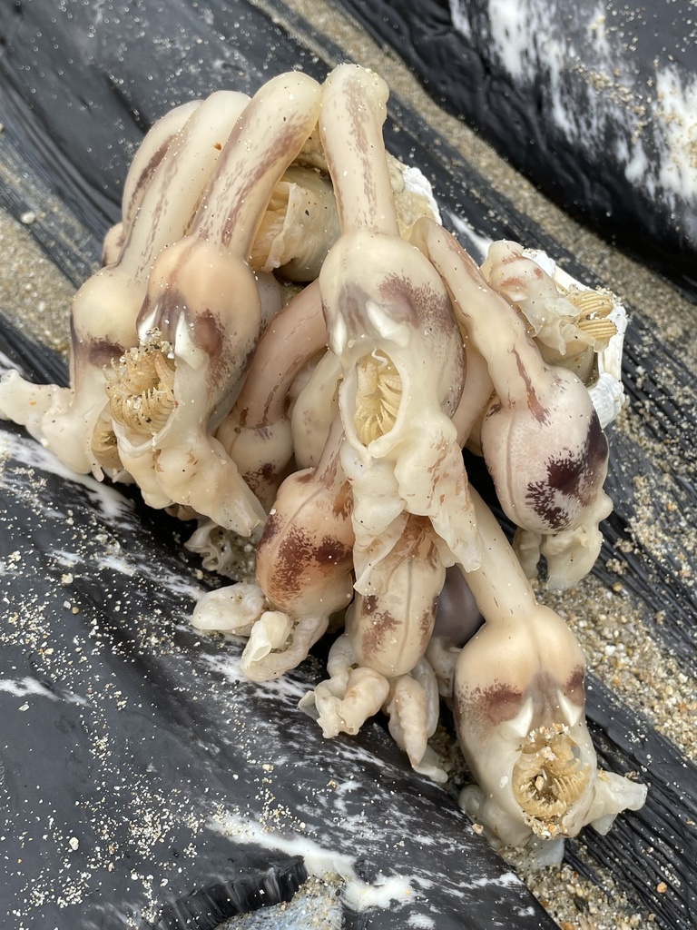 rabbit-ear barnacle