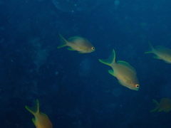 Pseudanthias huchtii