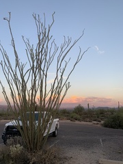 Fouquieria splendens