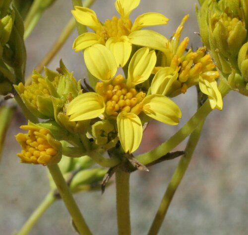 Pentalepis trichodesmoides
