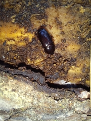 Uloma tenebrionoides